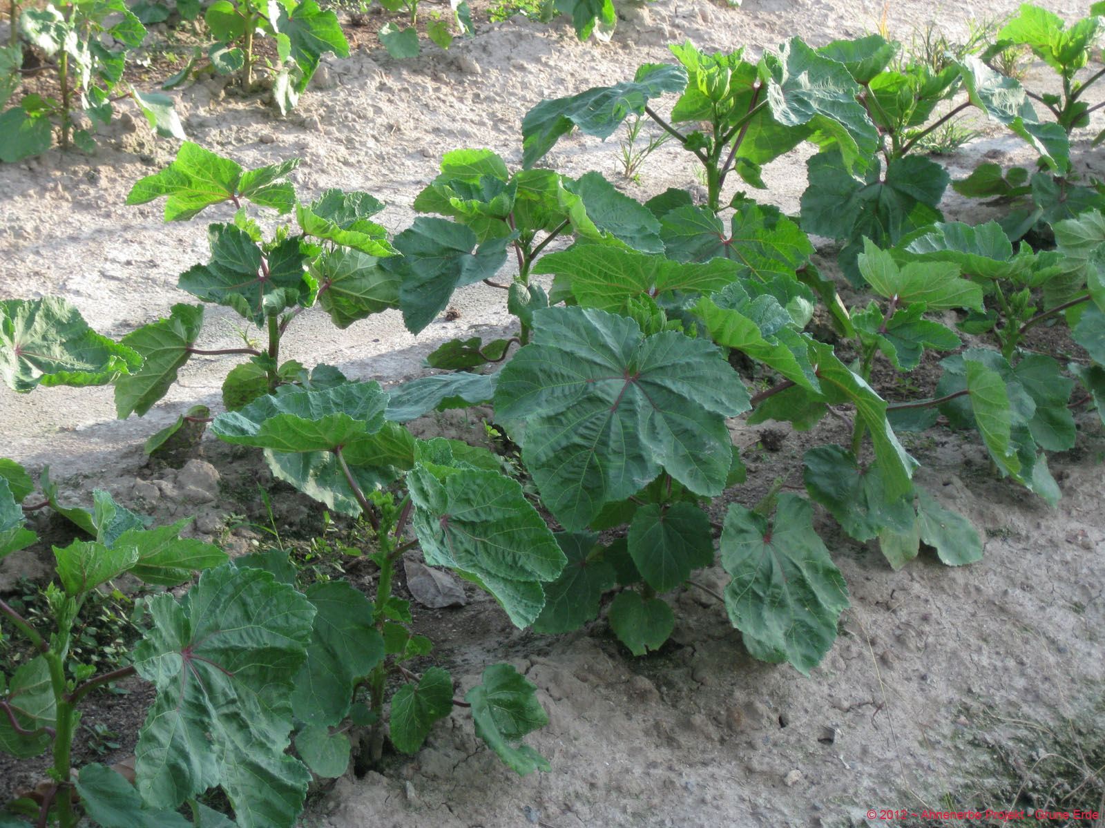 Lady Finger planting 14